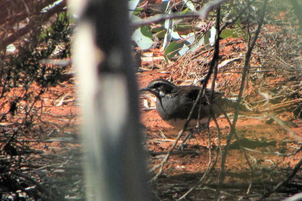 Chestnut Quail-thrush (Cinclosoma castanotum)